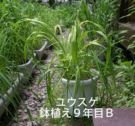 20180613yusuge_pot_9y_B-yasuge01.jpg