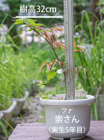20180614bunaA_5y_01.jpg