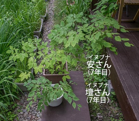 20180614inubuna7y_an_dan_01.jpg
