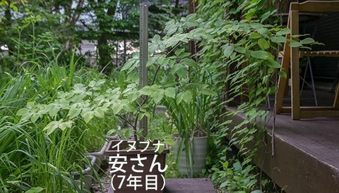 20180614inubuna_7y_an_00.jpg