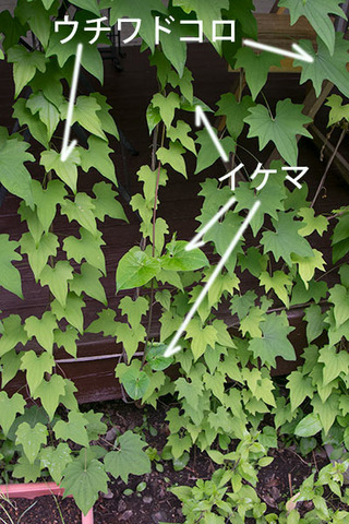 20180616midori_05.jpg