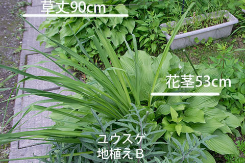 20180618yusuge_jiue_B01.jpg