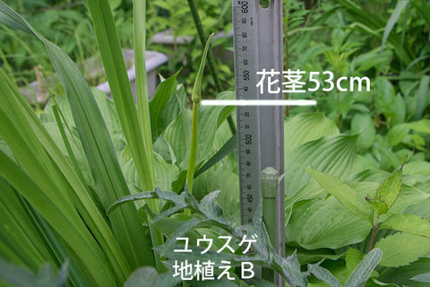 20180618yusuge_jiue_B02.jpg