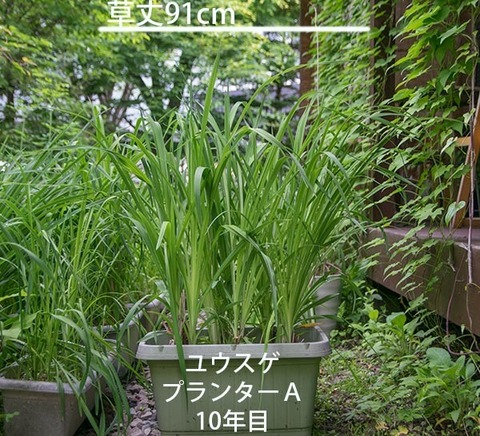 20180618yusuge_planter_10y_A01.jpg