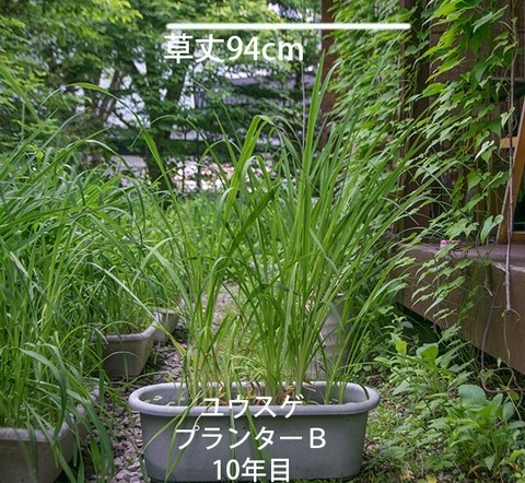 20180618yusuge_planter_10y_B01.jpg