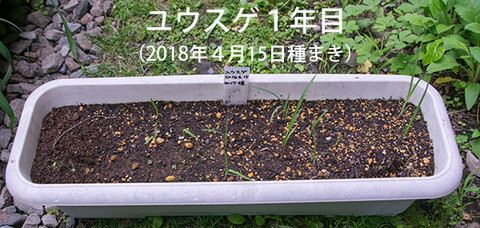20180618yusuge_planter_1y_20170415.jpg