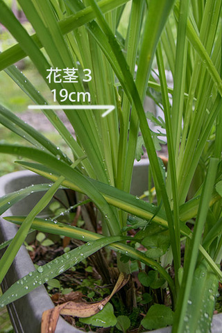 20180621yusuge_planter_10y_A03.jpg