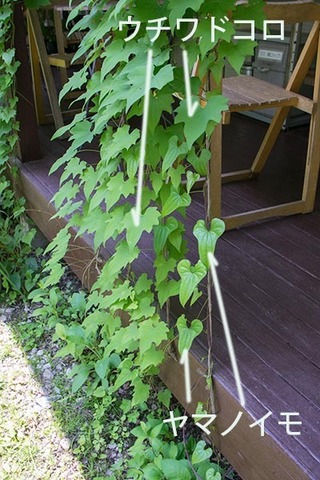 20180625midori_04.jpg