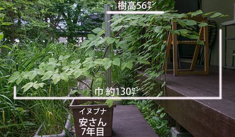 20180629inubuna_7y_an_01.jpg