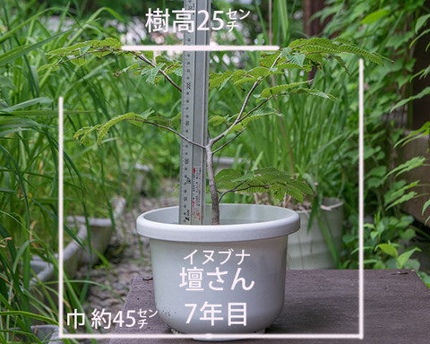 20180629inubuna_7y_dan_01.jpg