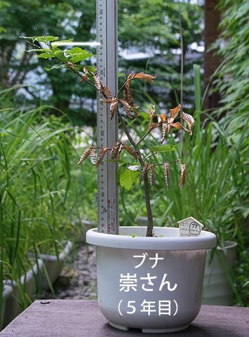 20180630bunaA_5y_01.jpg