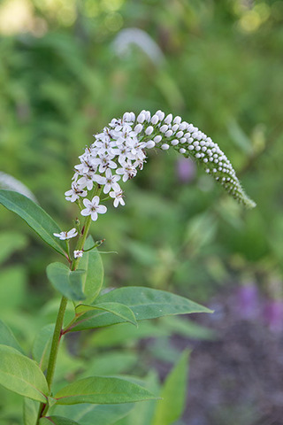 20180701okatoranoo.jpg