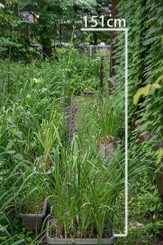 20180706yusuge_planter_10y_A01.jpg