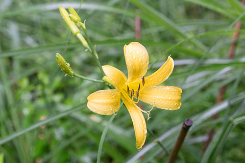 20180708yusuge_jiue01_0651.jpg