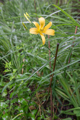 20180708yusuge_jiue02_0652.jpg