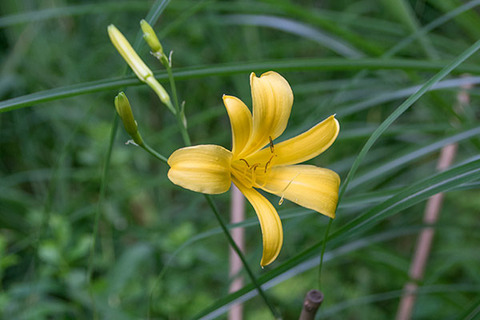 20180708yusuge_jiue04_1822.jpg