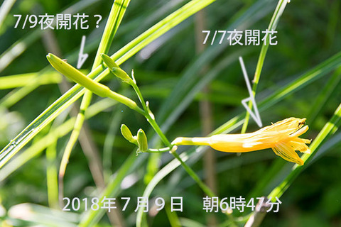 20180709yusuge_jiueB00yasuge_0647.jpg