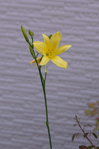 20180710yusuge_jiueC02_1617.jpg