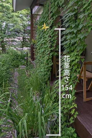 20180711yusuge_planter10y_1607.jpg