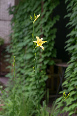 20180712yusuge_planter10y_1647.jpg