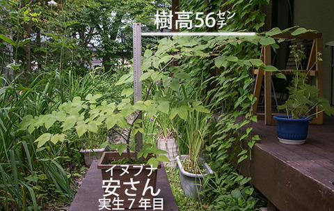 20180713inubuna_7y_an_01.jpg