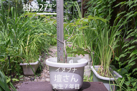 20180713inubuna_7y_dan_01.jpg