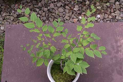20180713inubuna_7y_dan_02.jpg