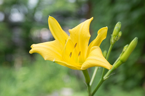 20180713yusuge_jiue02_0911_712J.jpg