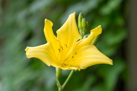 20180713yusuge_jiue03_1523_712J.jpg