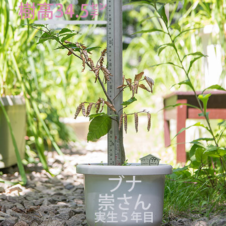 20180714bunaA_5y_00.jpg