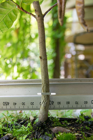 20180714bunaA_5y_03.jpg