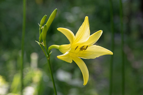 20180714yusuge_planter10y-01_1613.jpg