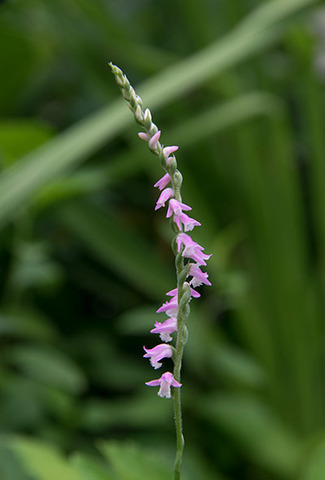 20180716nejibana.jpg