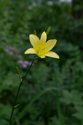 20180716yusuge_jiueA01_1657.jpg