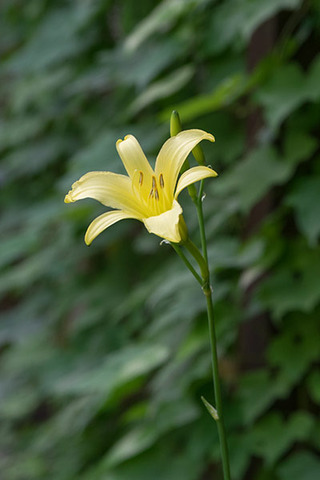 20180719yusuge_hachiue01_1647.jpg