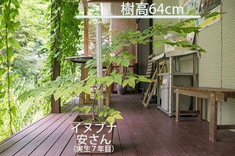 20180722inubuna_7y_an_01.jpg