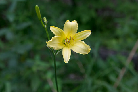 20180730yusuge01_1734.jpg