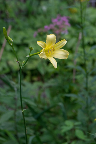 20180730yusuge02_1735.jpg