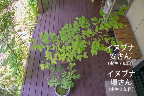 20180805inubuna7y_an_dan_01.jpg