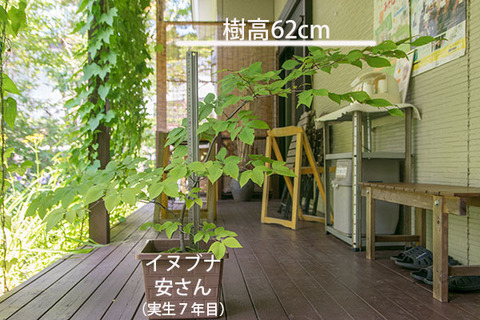 20180805inubuna_7y_an_01.jpg
