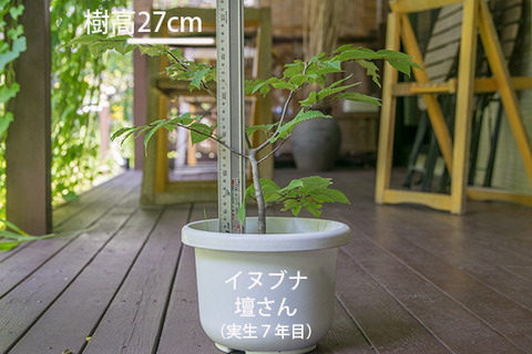 20180805inubuna_7y_dan_01.jpg