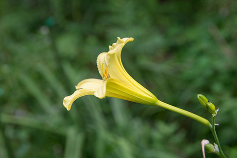 20180805yusuge01_1737.jpg