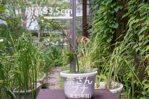 20180806bunaA_5y_01.jpg