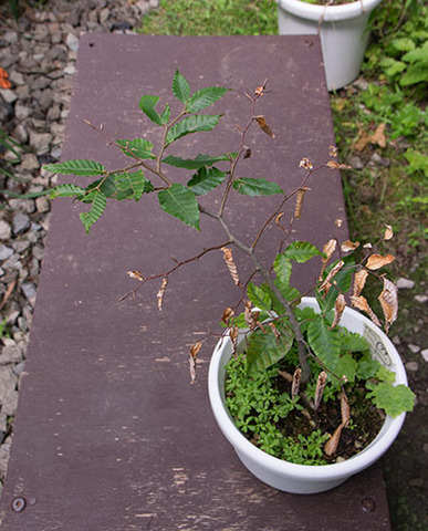 20180806bunaA_5y_02.jpg