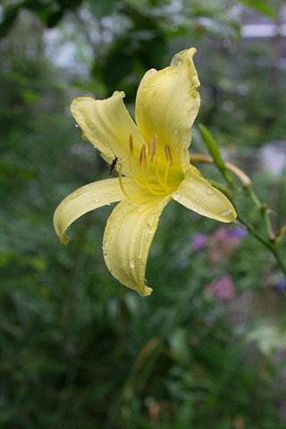 20180806yusuge01_1656.jpg