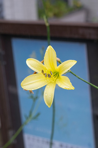 20180806yusuge02_1729.jpg
