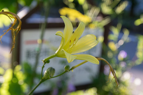 20180809yusuge02_1738.jpg