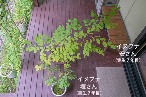 20180812inubuna7y_an_dan_01.jpg