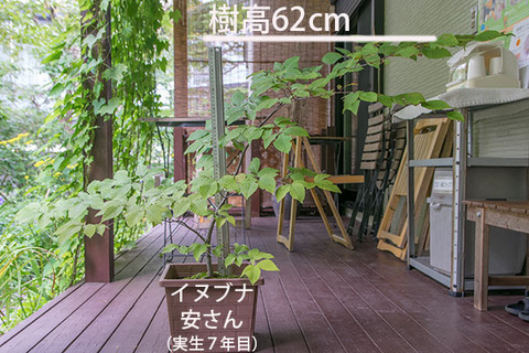 20180812inubuna_7y_an_01.jpg