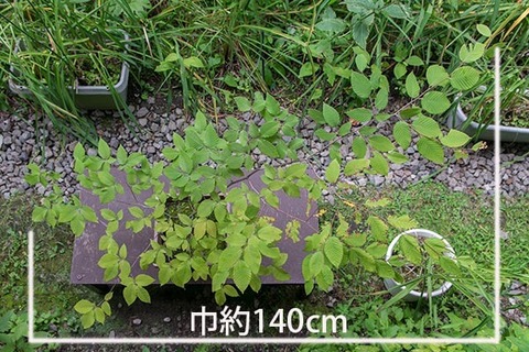 20180812inubuna_7y_an_02.jpg